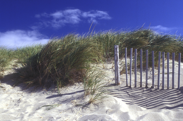 cape cod dunes